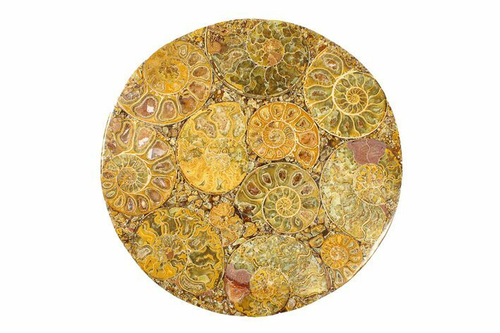 Composite Plate Of Agatized Ammonite Fossils #280988